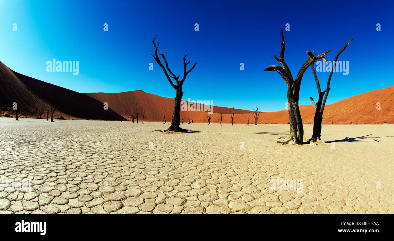 Dead Vlei Sossusvlei, Namibie Namib Naukluft Park, Banque D'Images