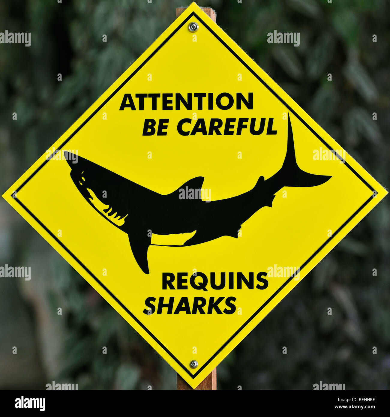 Panneau d'avertissement de requins Banque D'Images