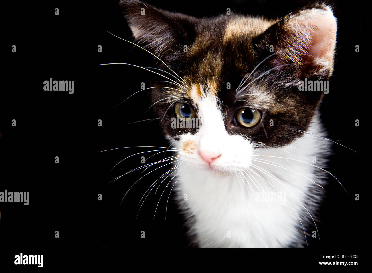 Écaille chaton mignon en studio Banque D'Images