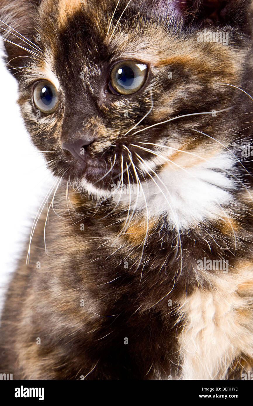 Écaille chaton mignon en studio Banque D'Images