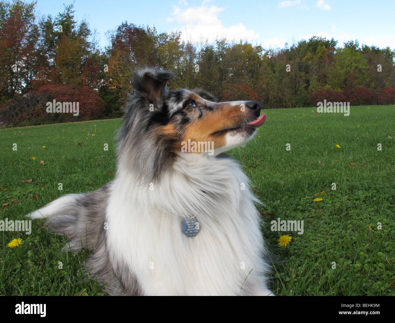 Portrait of young Shetland Sheepdog. Banque D'Images