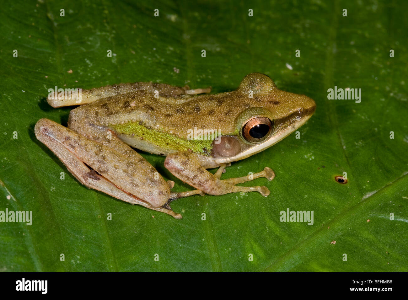 White-lipped Grenouille, Danum Valley Banque D'Images
