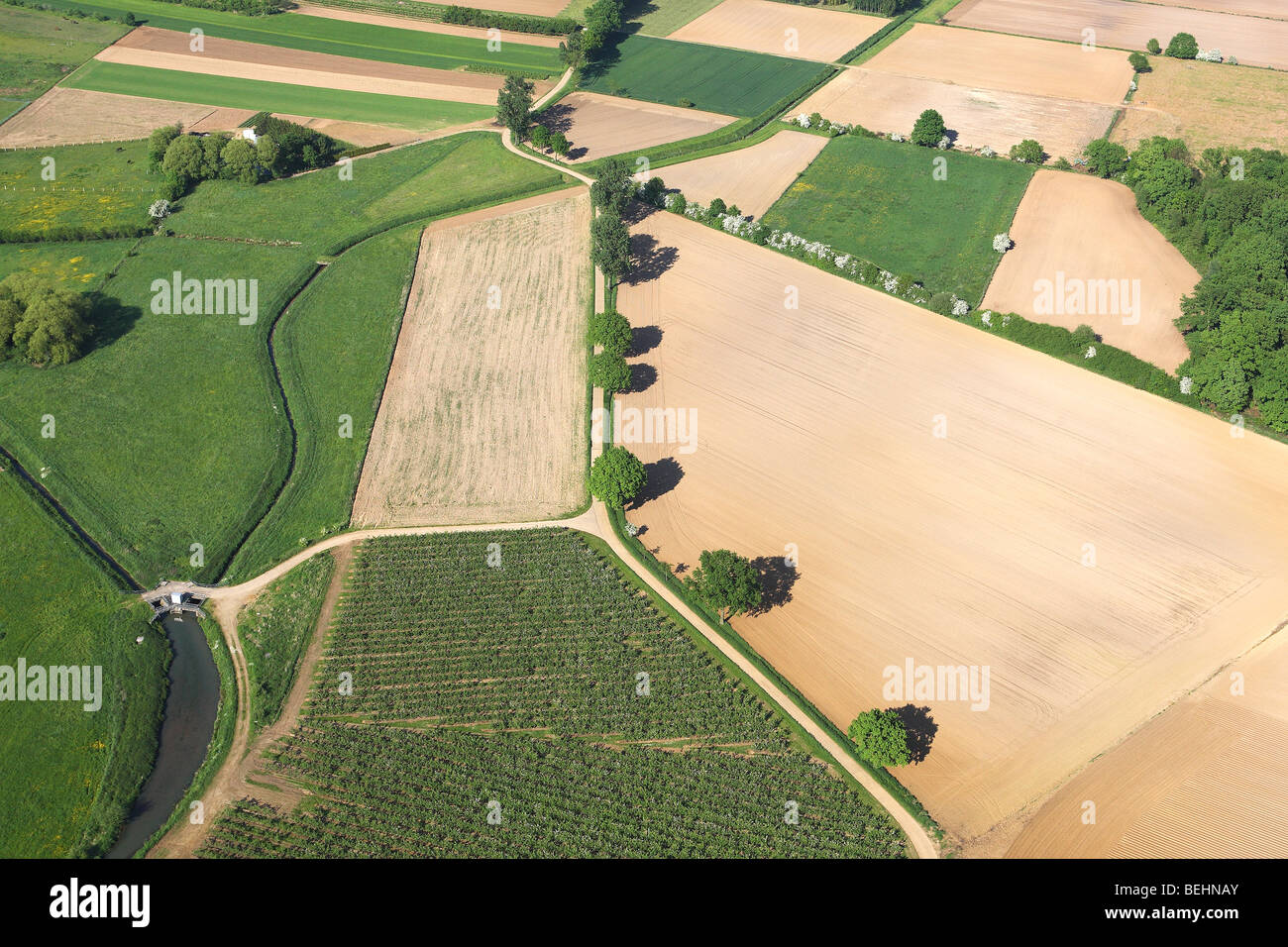 Rangée d'arbres et de la forêt le long du chemin dans les champs et prairies de l'air, Belgique Banque D'Images