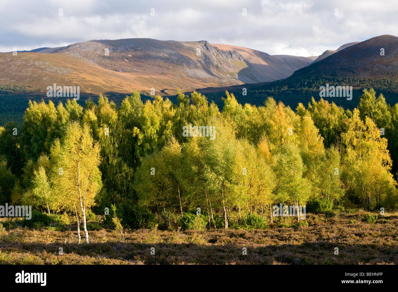 Les bouleaux sur l'automne dans le Parc National de Cairngorms Rothiemurchus Park Aviemore. Highlands écossais 5383 SCO Banque D'Images
