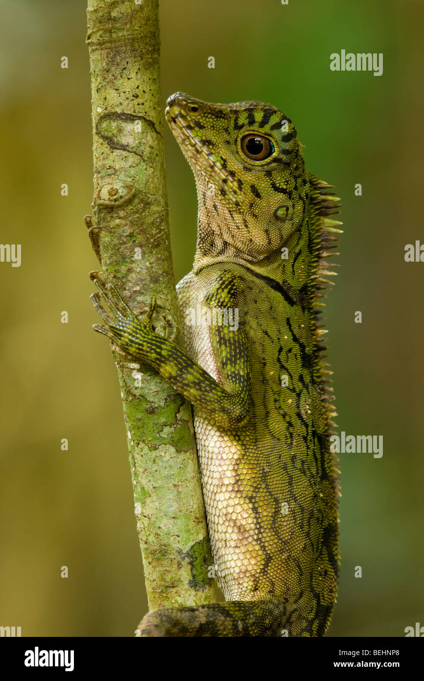 Lézard à crête court, Danum Valley, Bornéo Banque D'Images