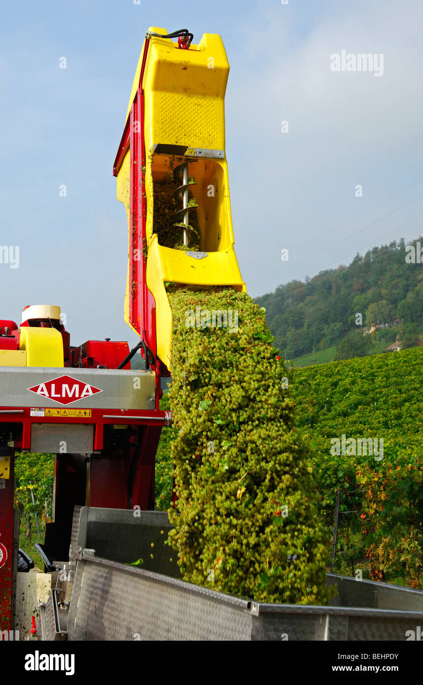 Auto-piloté la vendange machine ALMA Selecta XG 30 hl de décharger la charge sur une unité de transport, Vaud, Suisse Banque D'Images
