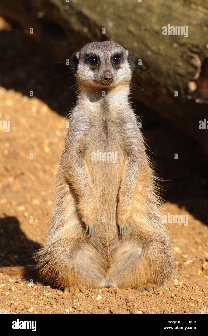 Meerkat à la caméra en Banque D'Images