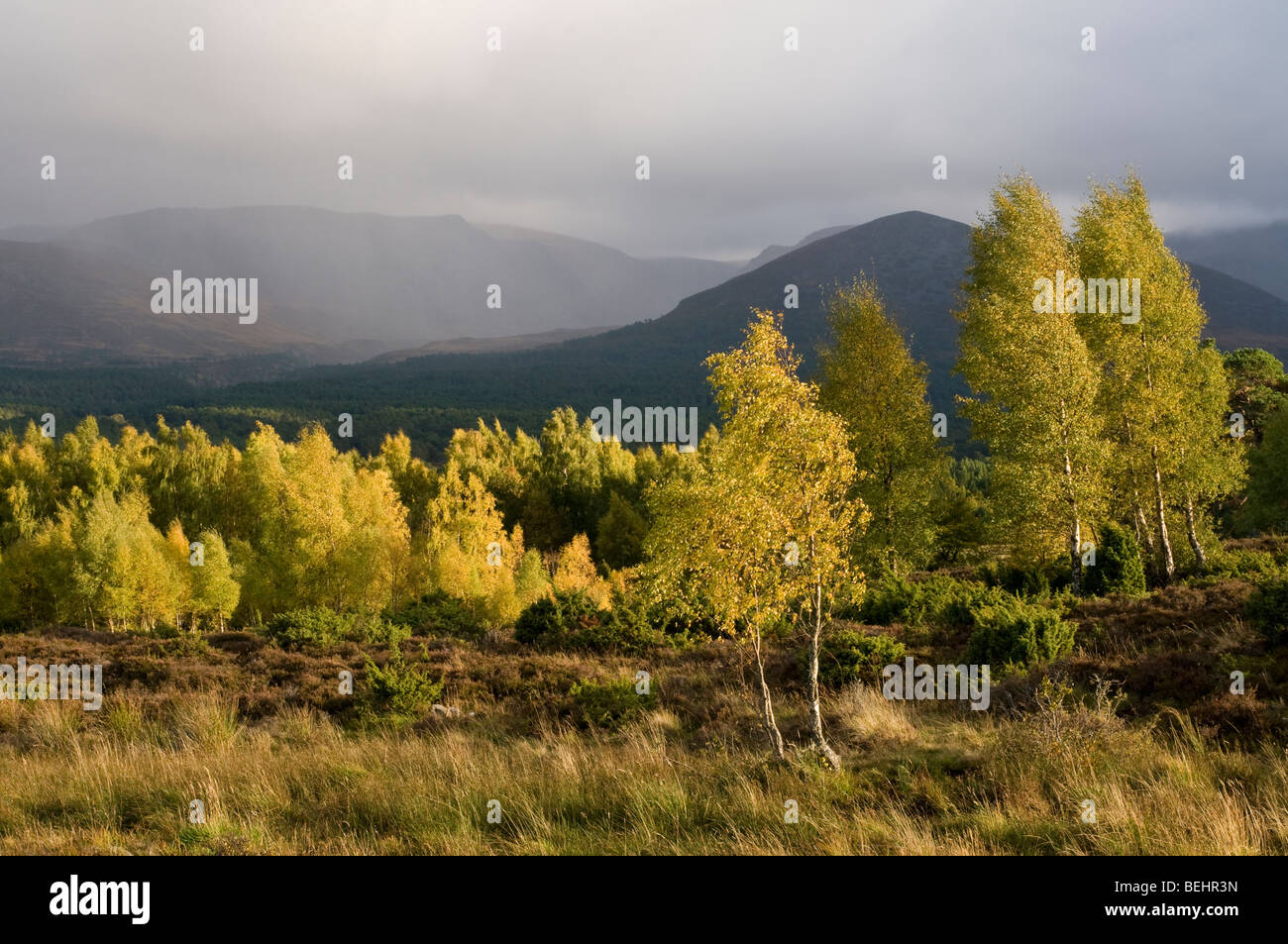 Les bouleaux sur l'automne dans le Parc National de Cairngorms Rothiemurchus Park Aviemore. Highlands écossais 5382 SCO Banque D'Images