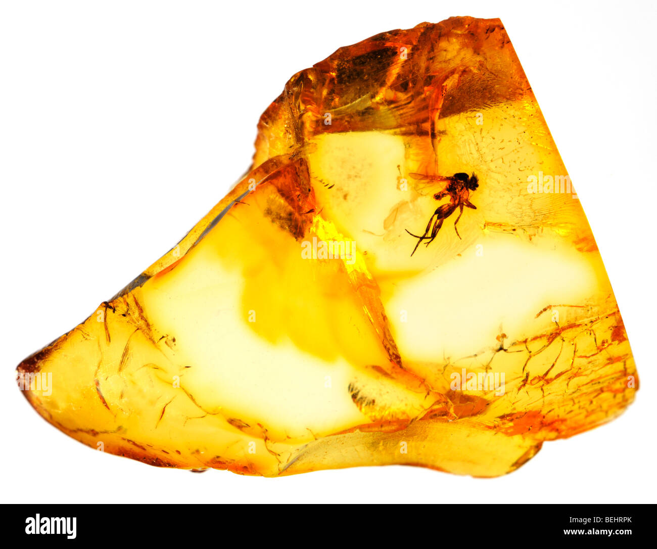 Fly préhistoriques conservés dans l'ambre baltique Banque D'Images