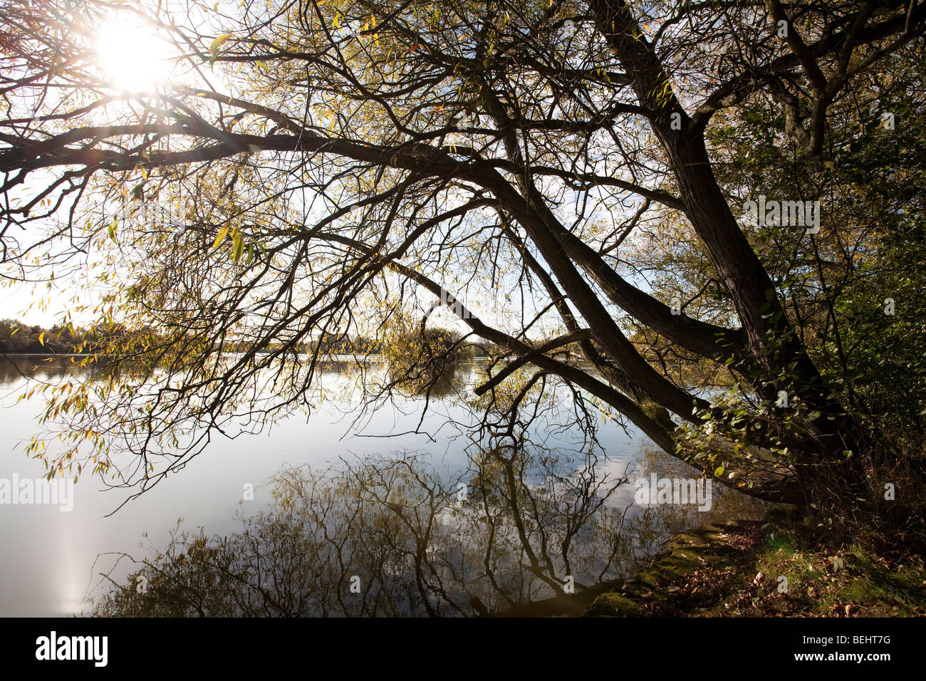 Les branches des arbres surplombant un petit lac en automne Banque D'Images