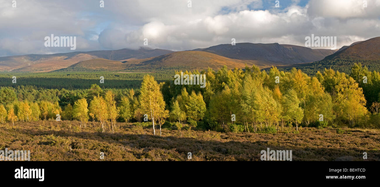 Les bouleaux sur l'automne dans le Parc National de Cairngorms Rothiemurchus Park Aviemore. Highlands écossais 5384 SCO Banque D'Images