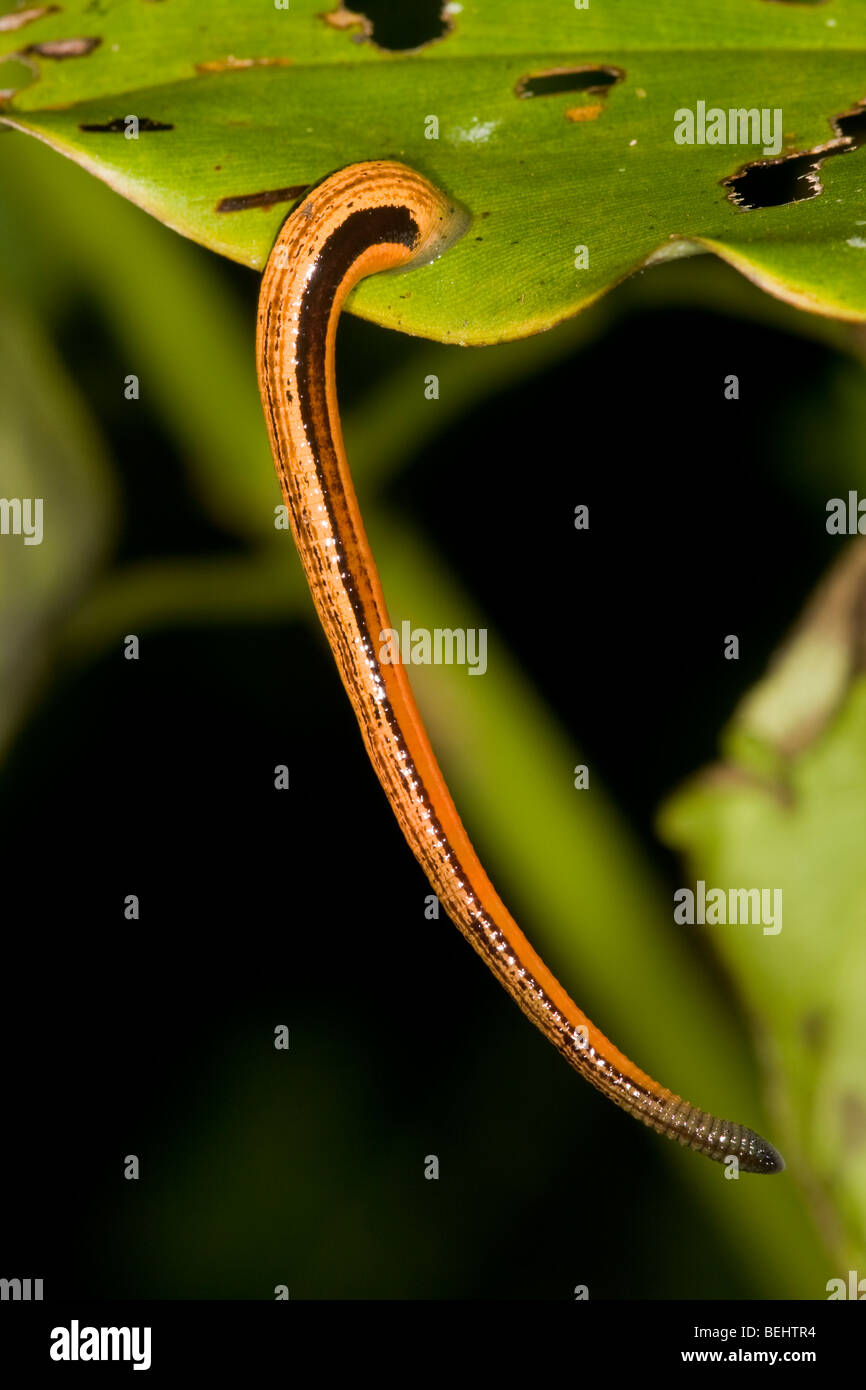 Tiger Leech, Haemadispa picta, Bornéo Banque D'Images