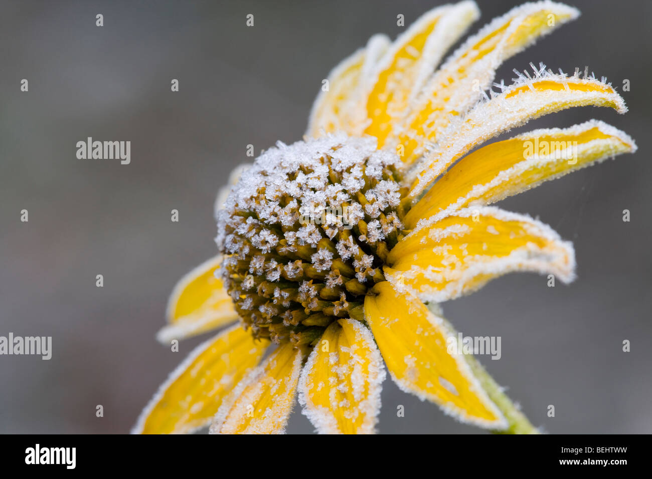 Des gelées précoces sur le tournesol, des Mines d'Espagne State Recreation Area, comté de Dubuque, Iowa Banque D'Images