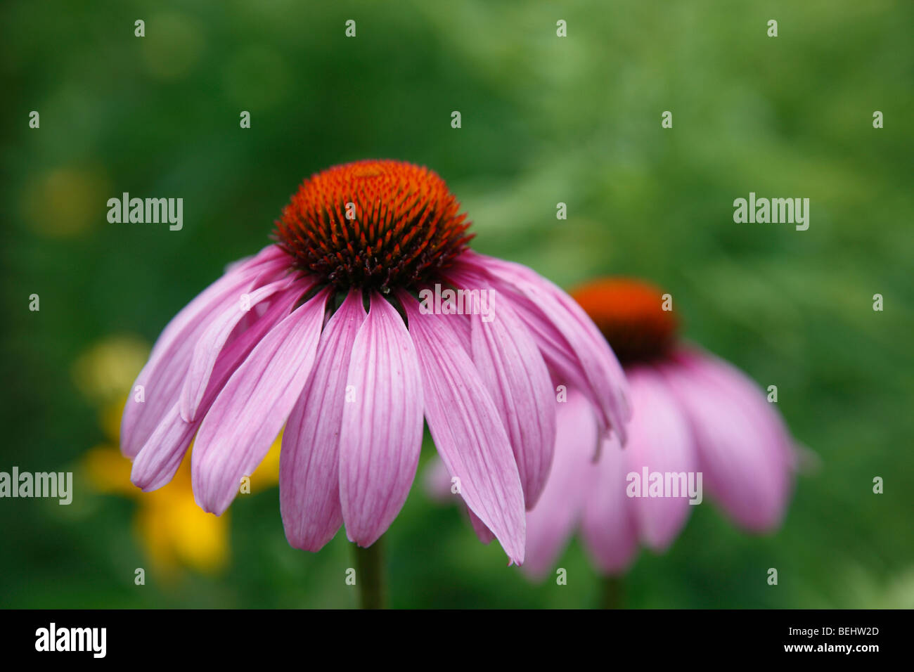 Fleurs coniques violettes Echinacea purpurea vue par-dessus fond de papier peint hd grand haute résolution bord horizontal aux États-Unis US haute résolution Banque D'Images