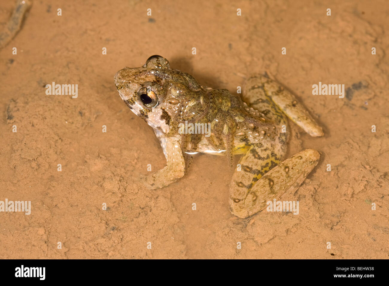 Guardian rugueux, homme grenouille transportant de têtards, Danum Valley, Bornéo Banque D'Images