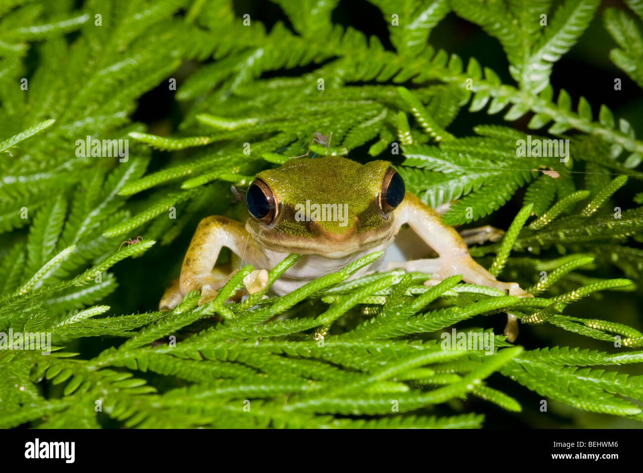 White-lipped Grenouille, Danum Valley Banque D'Images