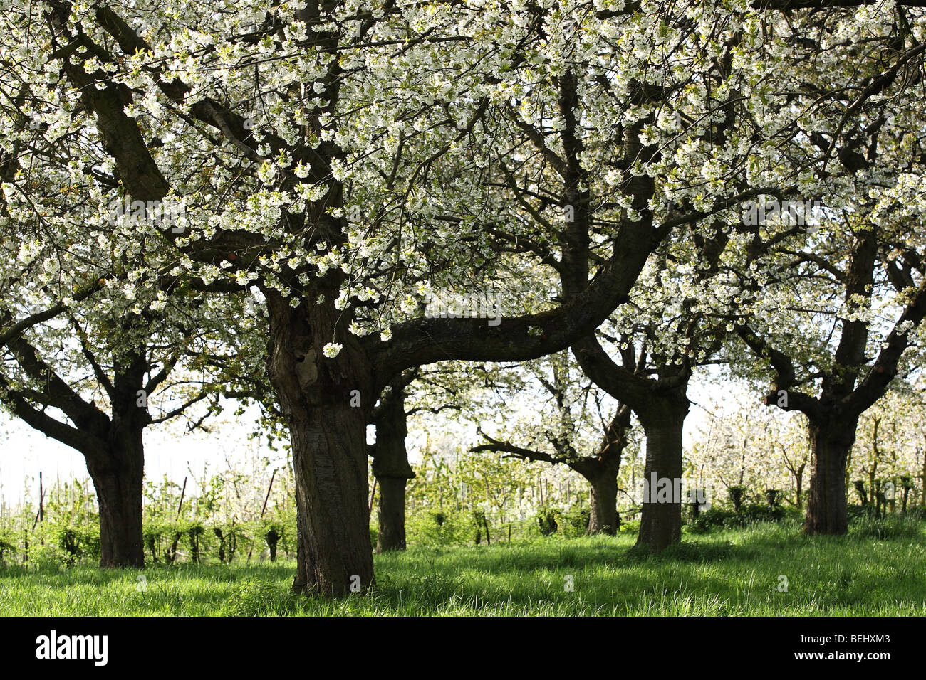 Verger d'arbres fruitiers en fleurs, Hesbaye, Belgique Banque D'Images