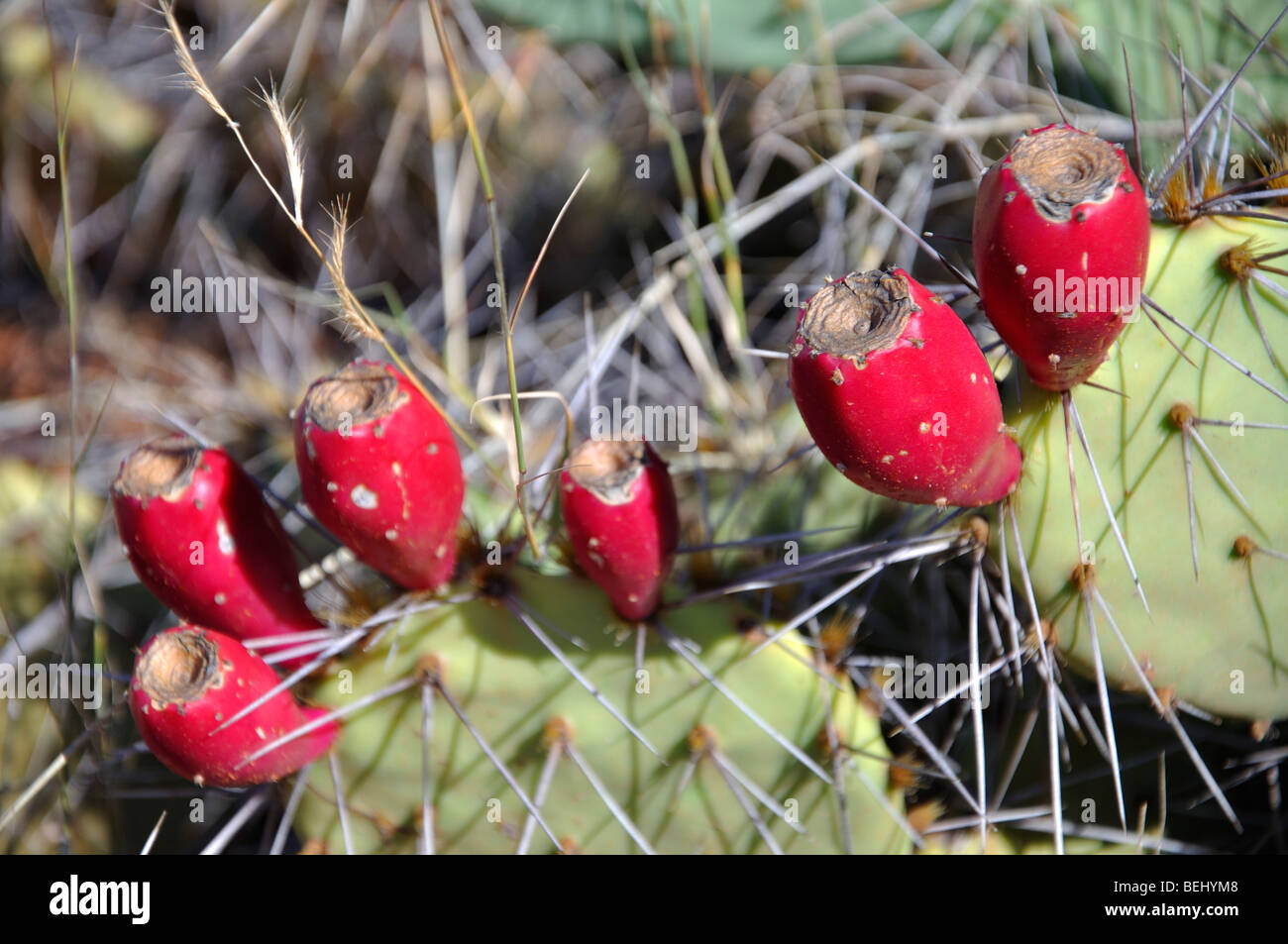 Opuntia - oponce de l'est avec des fruits Banque D'Images