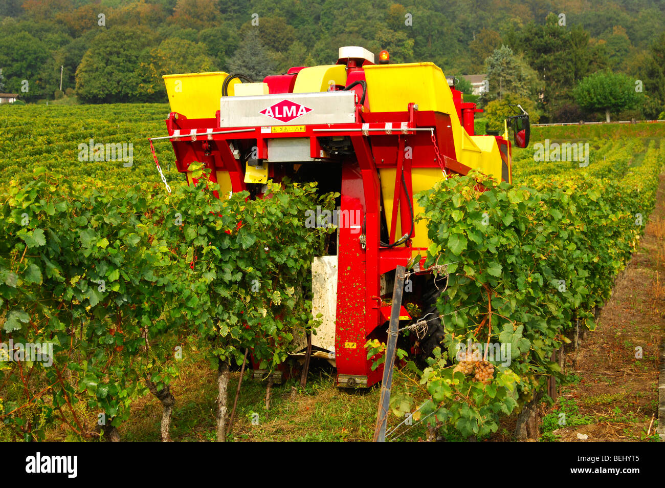 Auto-piloté la vendange machine ALMA Selecta XG 30 HL en action, vue arrière, vignoble La côte, Bursins, Vaud, Suisse Banque D'Images