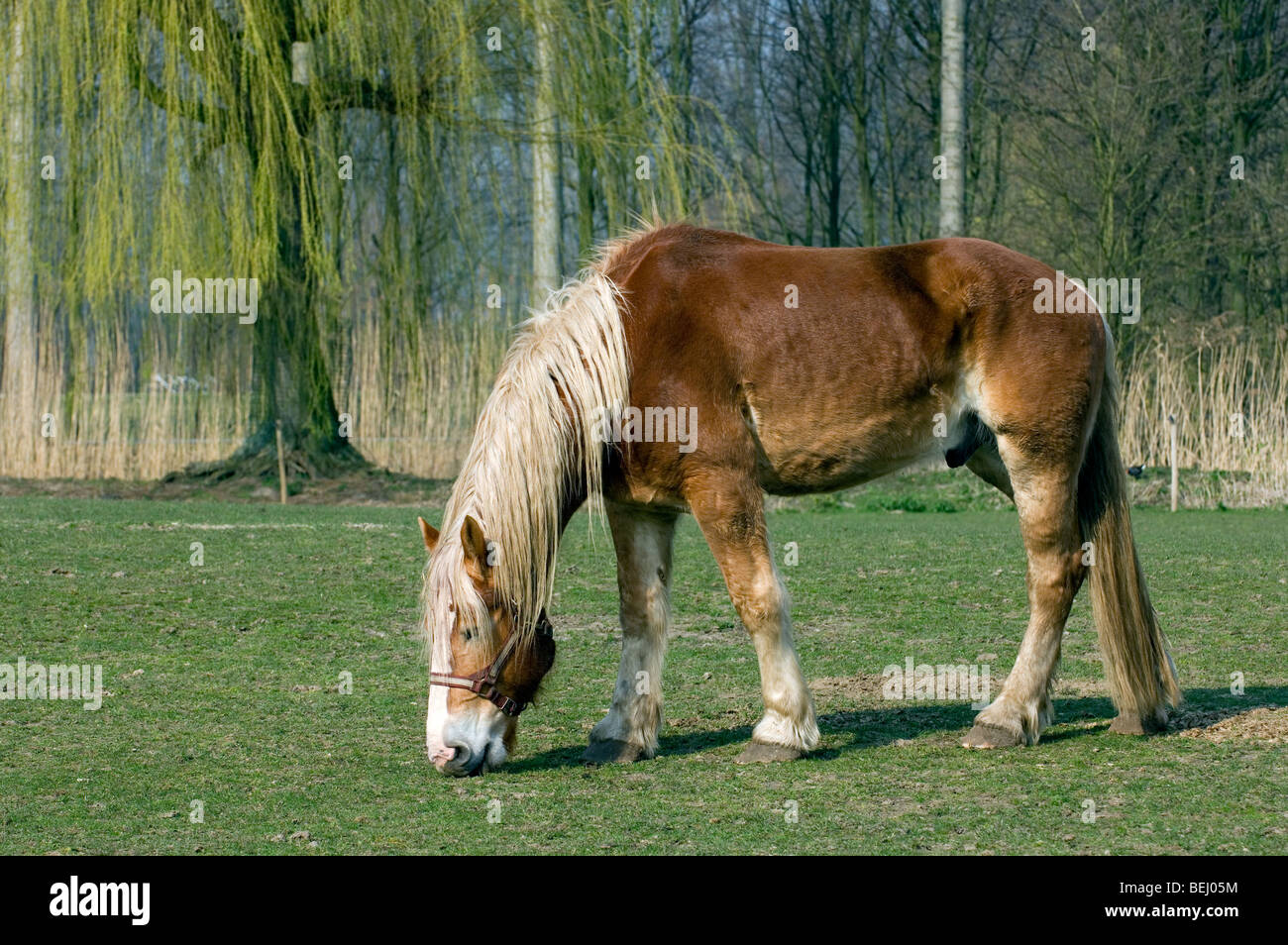 Ardennais Ardennes ou projet / projet / Cheval (Equus caballus) dans la zone, Belgique Banque D'Images