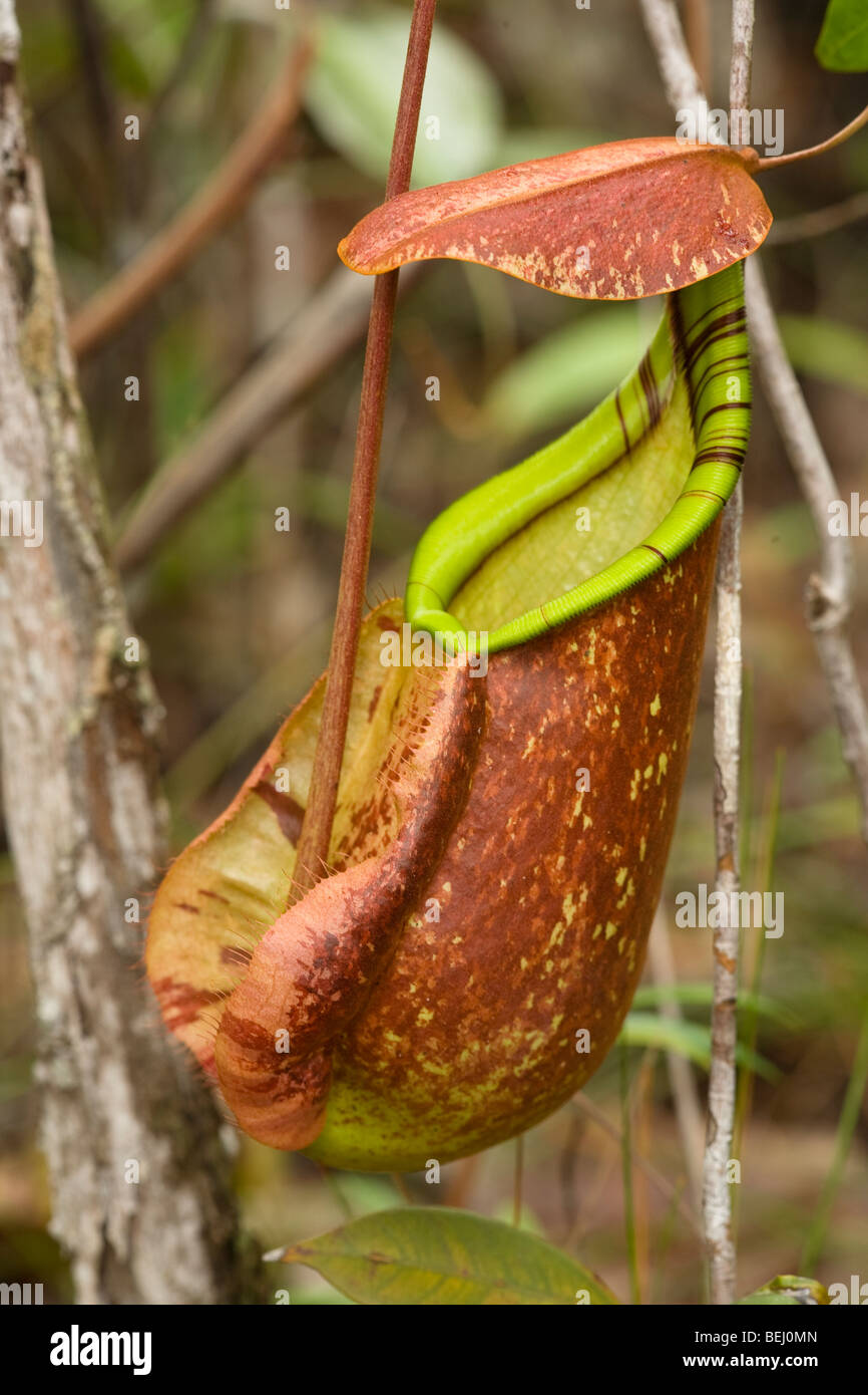 Sarracénie, parc national de Bako, Sarawak, Bornéo Banque D'Images