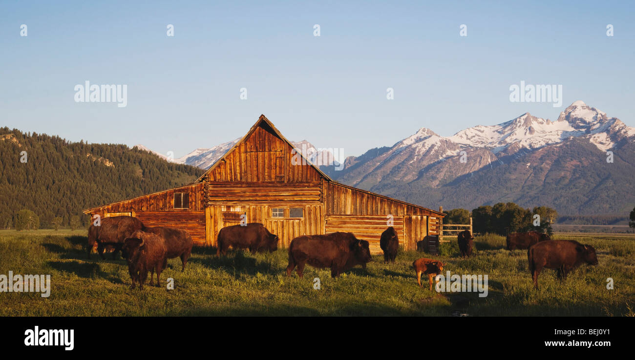 American bison, Bison (Bison bison) troupeau en face de vieille grange en bois et le grand teton range, Antelope Flats, le Grand Teton NP,USA Banque D'Images