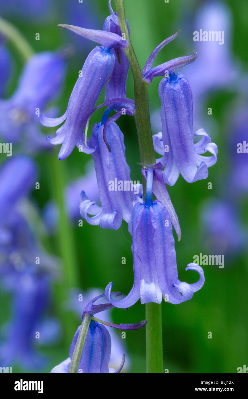 Bluebell (Scilla non-scripta / Cyprus / nonscriptus Hyacinthoides non-scripta) close-up en fleurs en forêt au printemps Banque D'Images