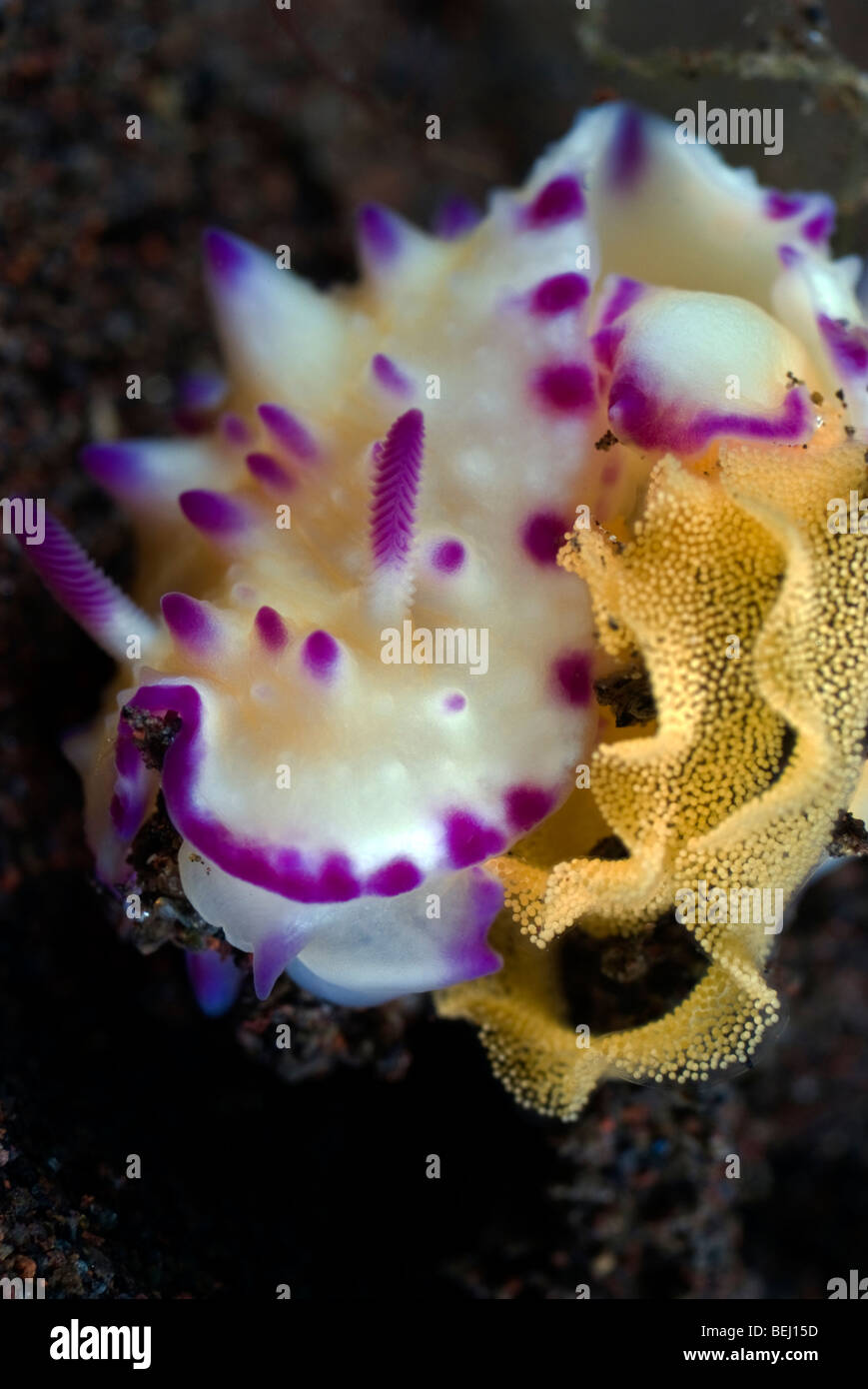 Nudibranche blanc violet embout avec bosses et les branchies et rhinophores pondre des œufs sous l'eau. Banque D'Images