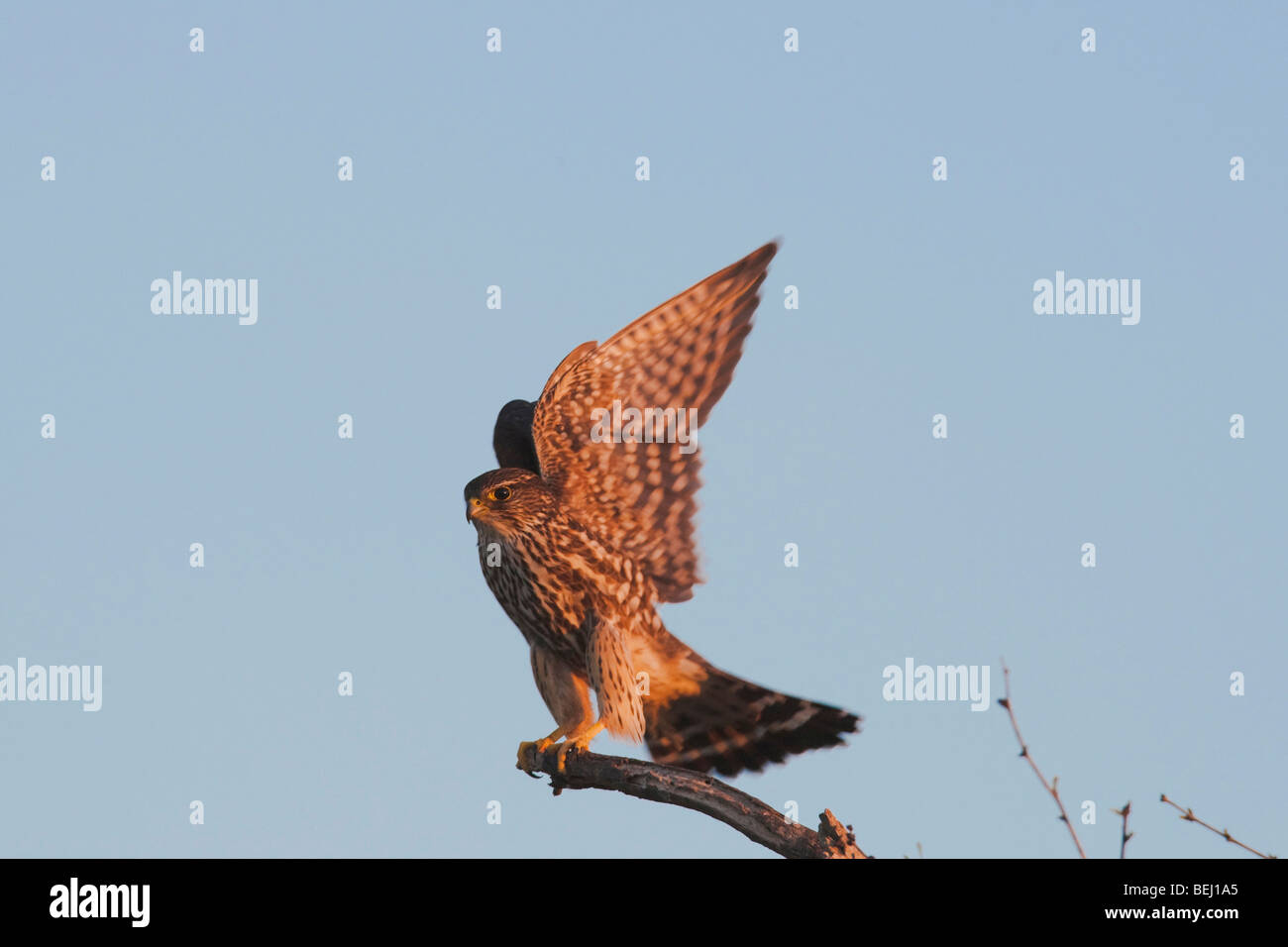 Merlin (Falco columbarius), l'atterrissage adultes, Sinton, Corpus Christi, Coastal Bend, Texas, États-Unis Banque D'Images