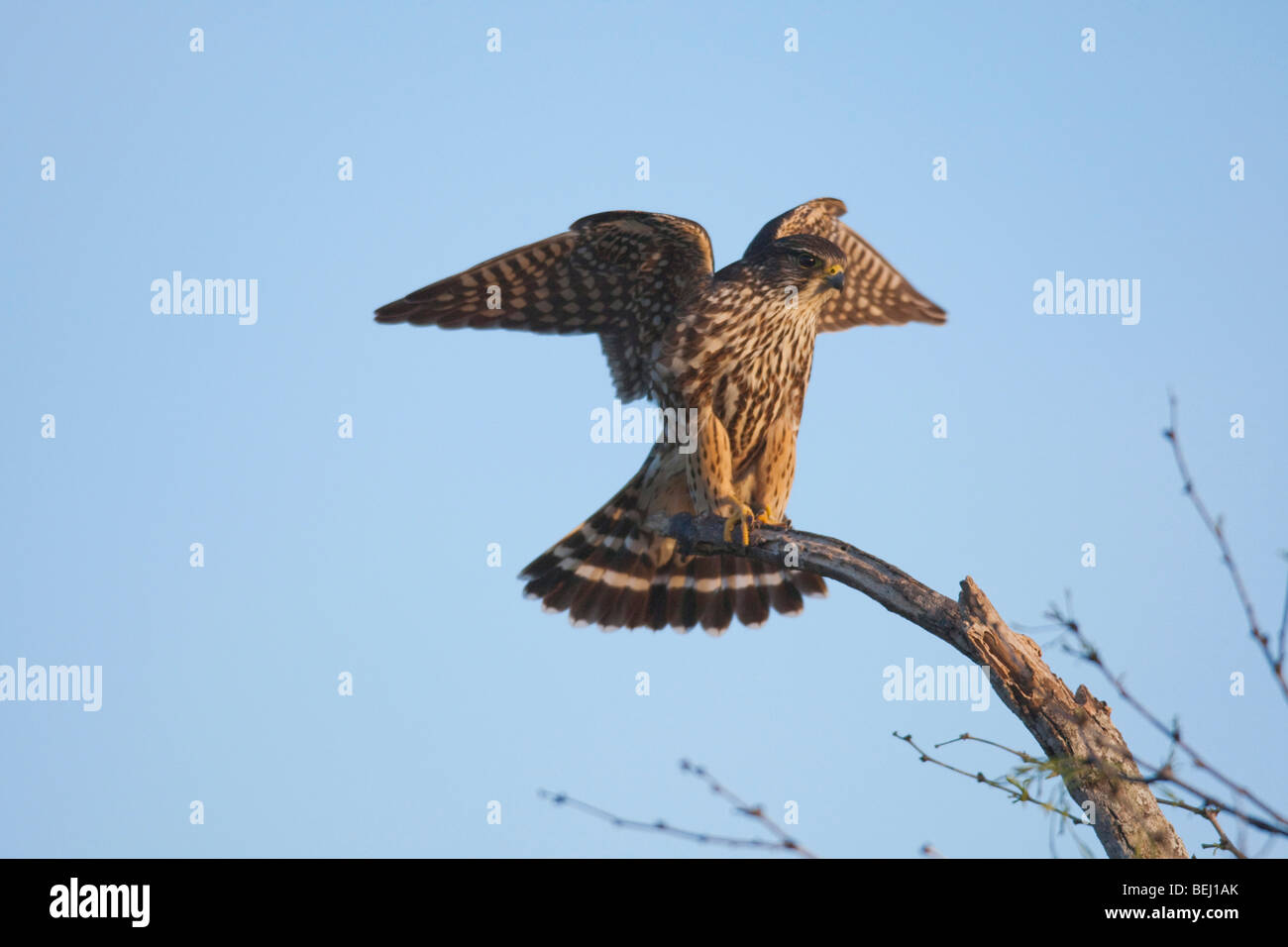 Merlin (Falco columbarius), l'atterrissage adultes, Sinton, Corpus Christi, Coastal Bend, Texas, États-Unis Banque D'Images