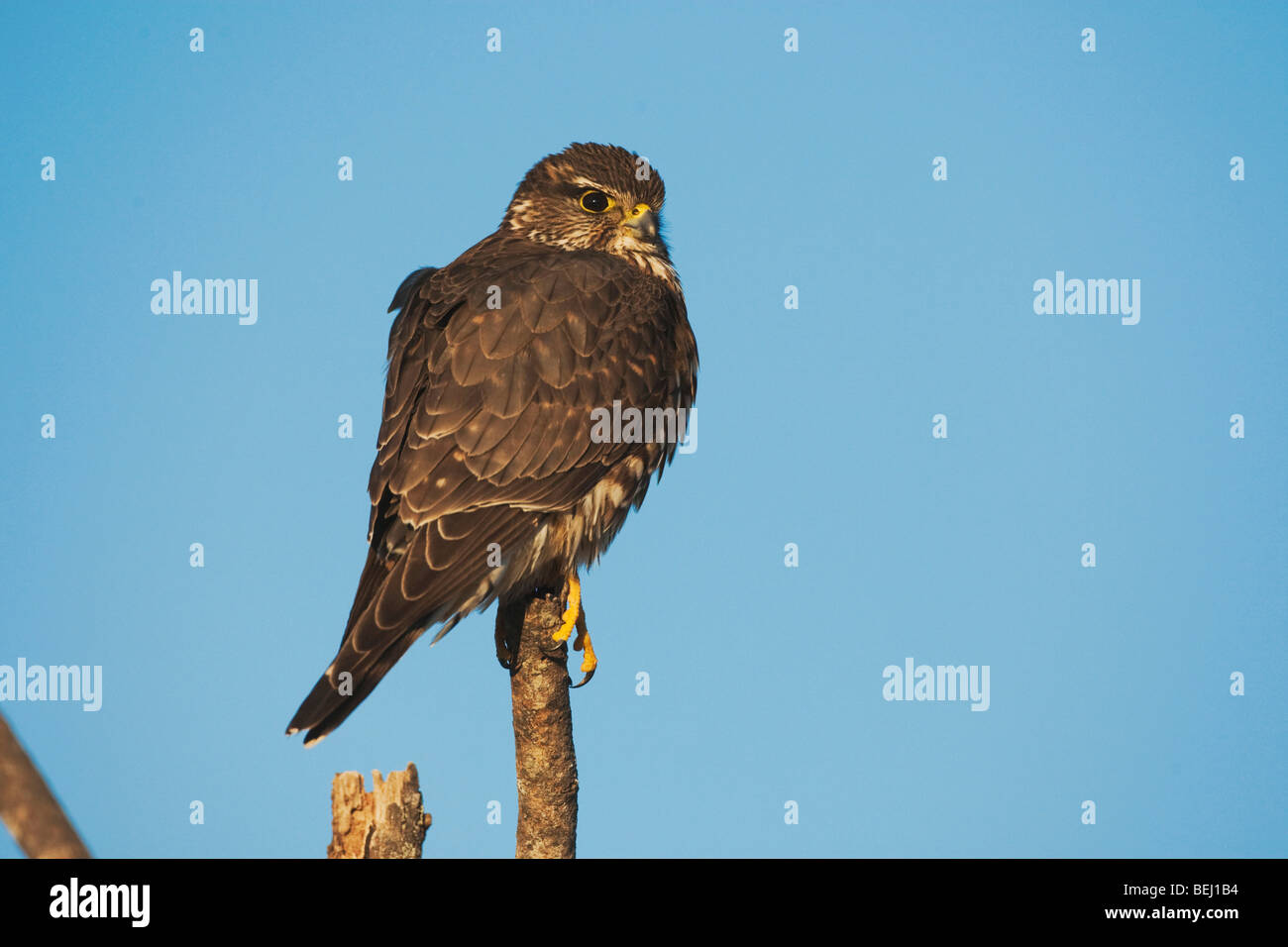 Merlin (Falco columbarius), des profils de poste, Sinton, Corpus Christi, Coastal Bend, Texas, États-Unis Banque D'Images