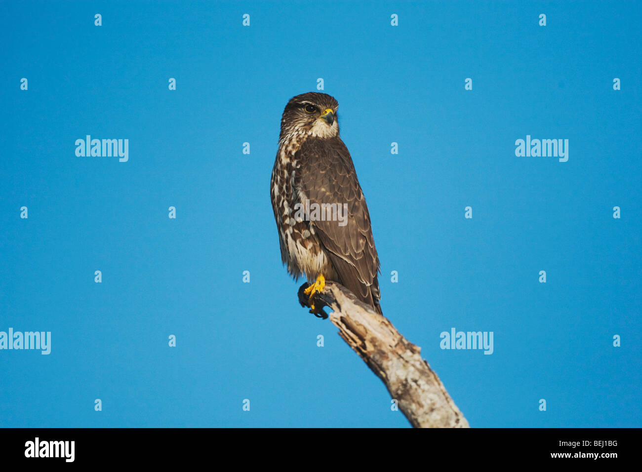 Merlin (Falco columbarius), des profils de poste, Sinton, Corpus Christi, Coastal Bend, Texas, États-Unis Banque D'Images