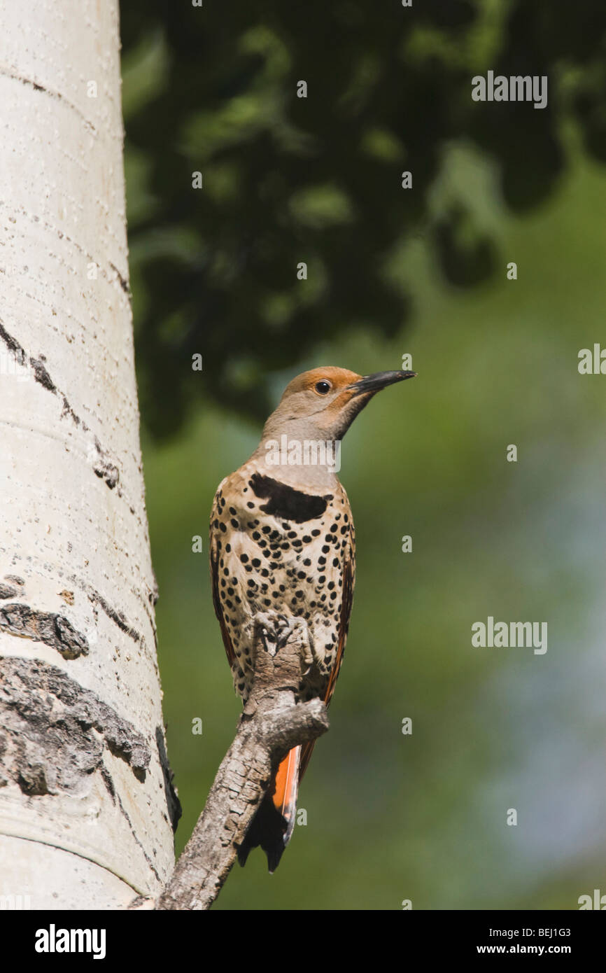 Le Pic flamboyant Colaptes auratus,rouge,-shafted form, homme perché,Rocky Mountain National Park, Colorado, USA Banque D'Images Le Pic flamboyant Colaptes auratus,rouge,-shafted form, homme perché,Rocky Mountain National Park, Colorado, USA Banque D'Images