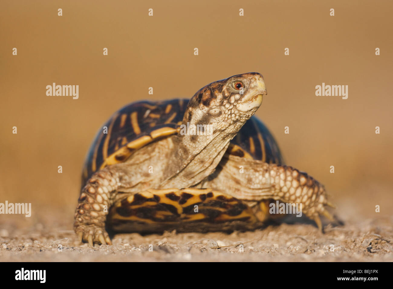 Fort orné (tortues Terrapene ornata), homme, Sinton, Corpus Christi, Coastal Bend, la côte du Texas, USA Banque D'Images