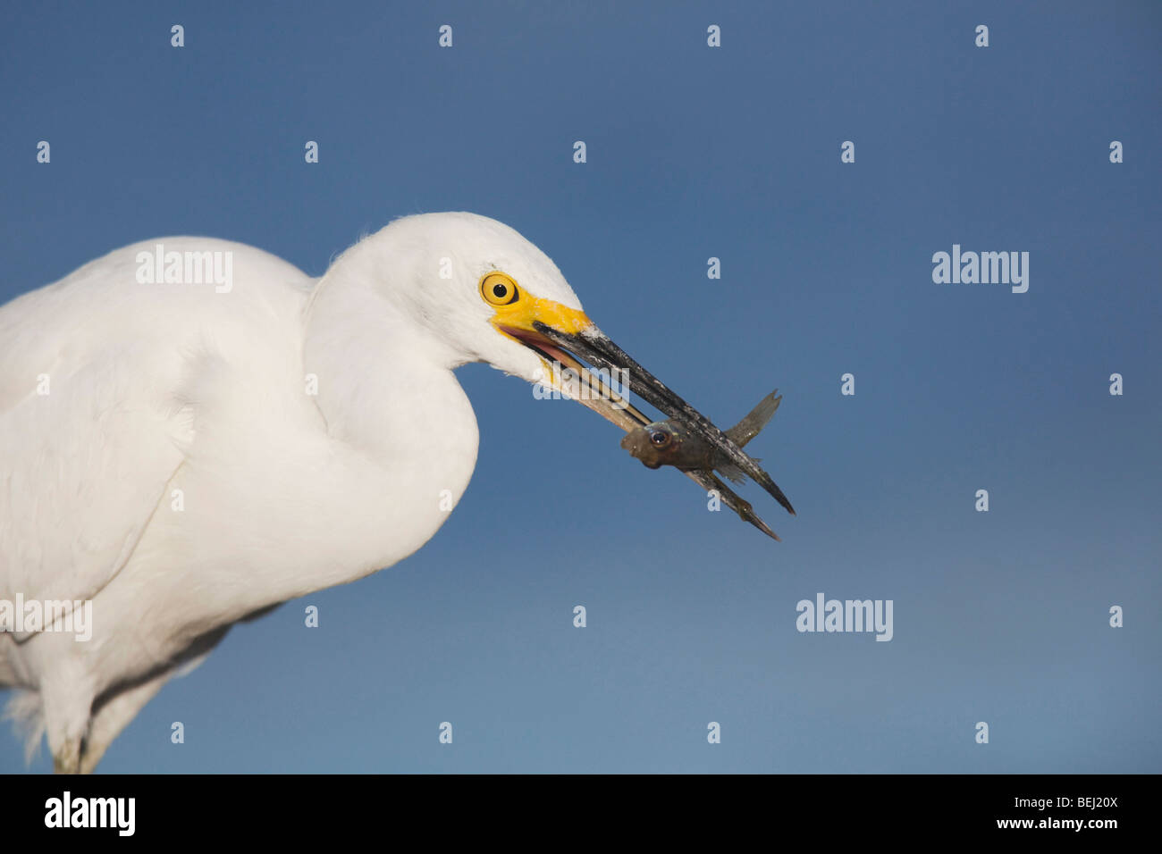 Aigrette neigeuse (Egretta thula), des profils avec des poissons proies, Sinton, Corpus Christi, Coastal Bend, Texas, États-Unis Banque D'Images