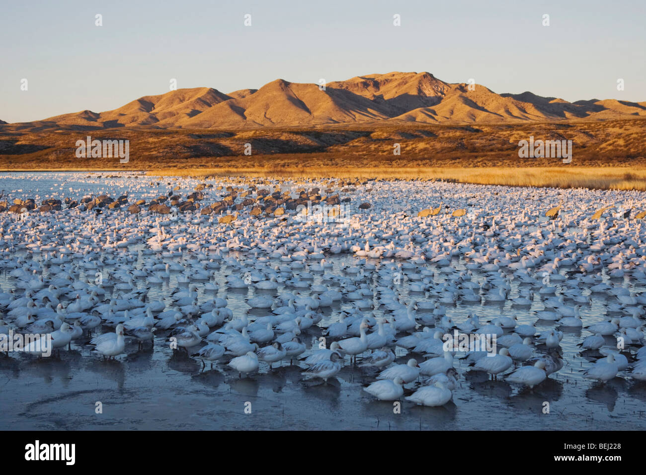 Oie des neiges (Chen caerulescens) et la grue du troupeau au coucher du soleil, Bosque del Apache National Wildlife Refuge , New Mexico, USA, Banque D'Images