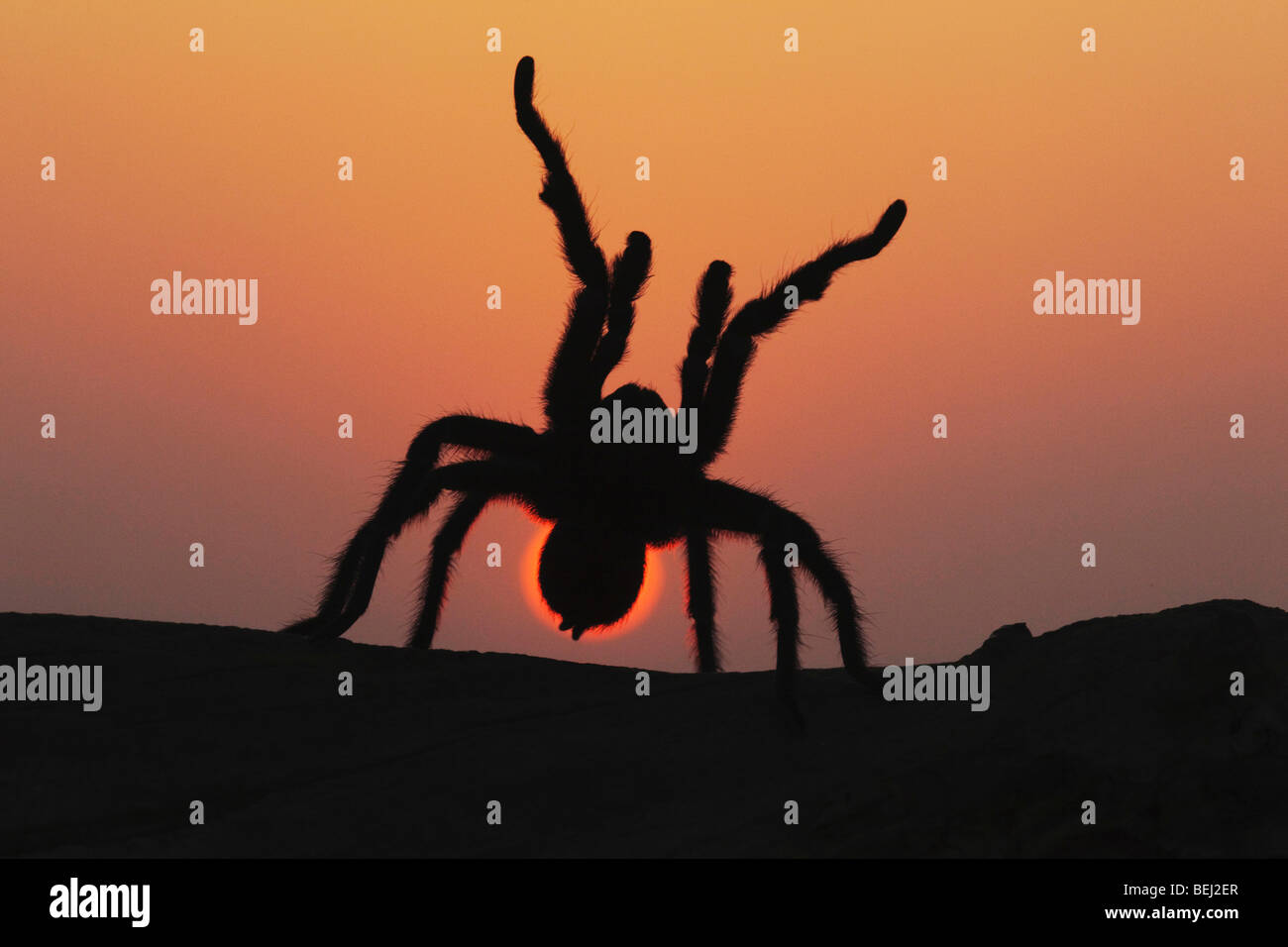 Texas Brown Tarantula (Aphonopelma hentzi), des profils au coucher du soleil dans une posture de défense, Sinton, Corpus Christi, Coastal Bend, Texas, États-Unis Banque D'Images