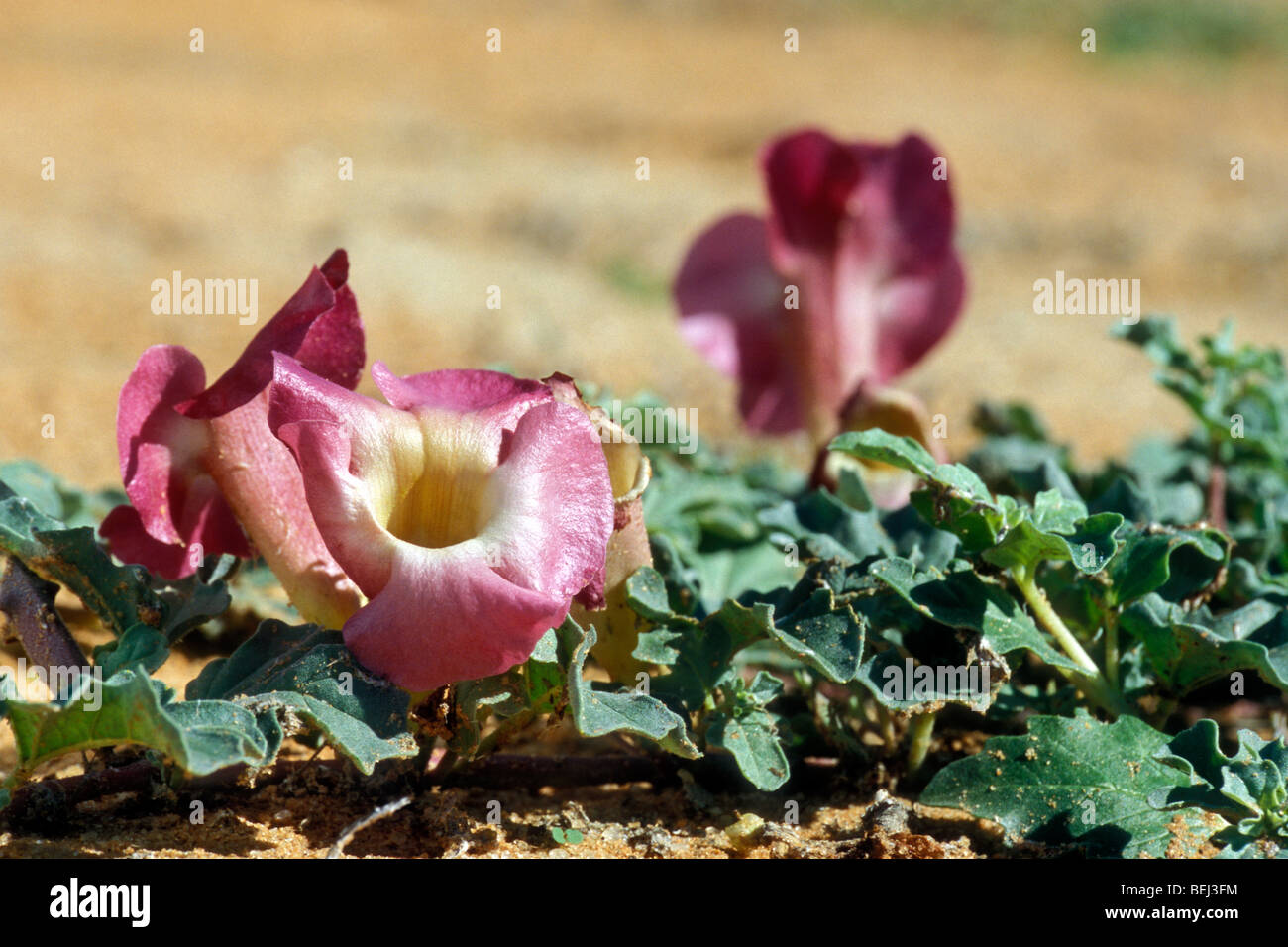 La griffe du diable / usine de pince (Harpagophytum procumbens) dans le  dsert de Kalahari, Kgalagadi Transfrontier Park, Afrique du Sud Photo  Stock - Alamy