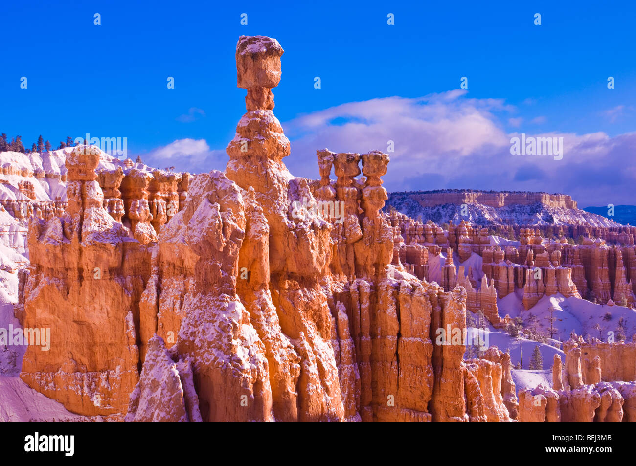 Matin léger et frais en poudre sur le marteau de Thor et cheminées ci-dessous Point Sunrise, Bryce Canyon National Park, Utah Banque D'Images