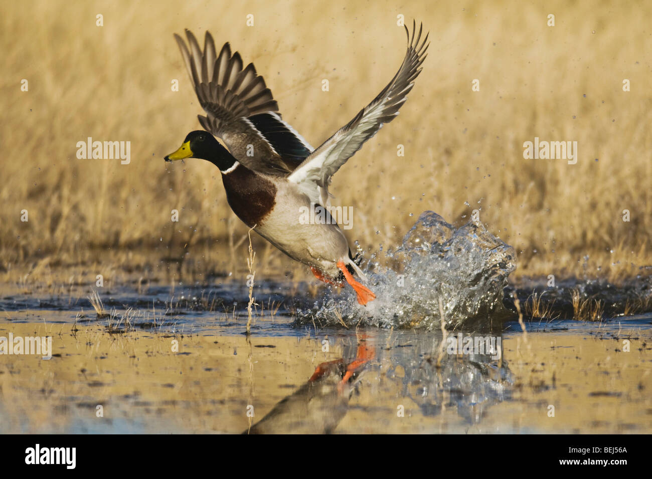 Le Canard colvert (Anas platyrhynchos), homme, décoller, Bosque del Apache National Wildlife Refuge , New Mexico, USA, Banque D'Images