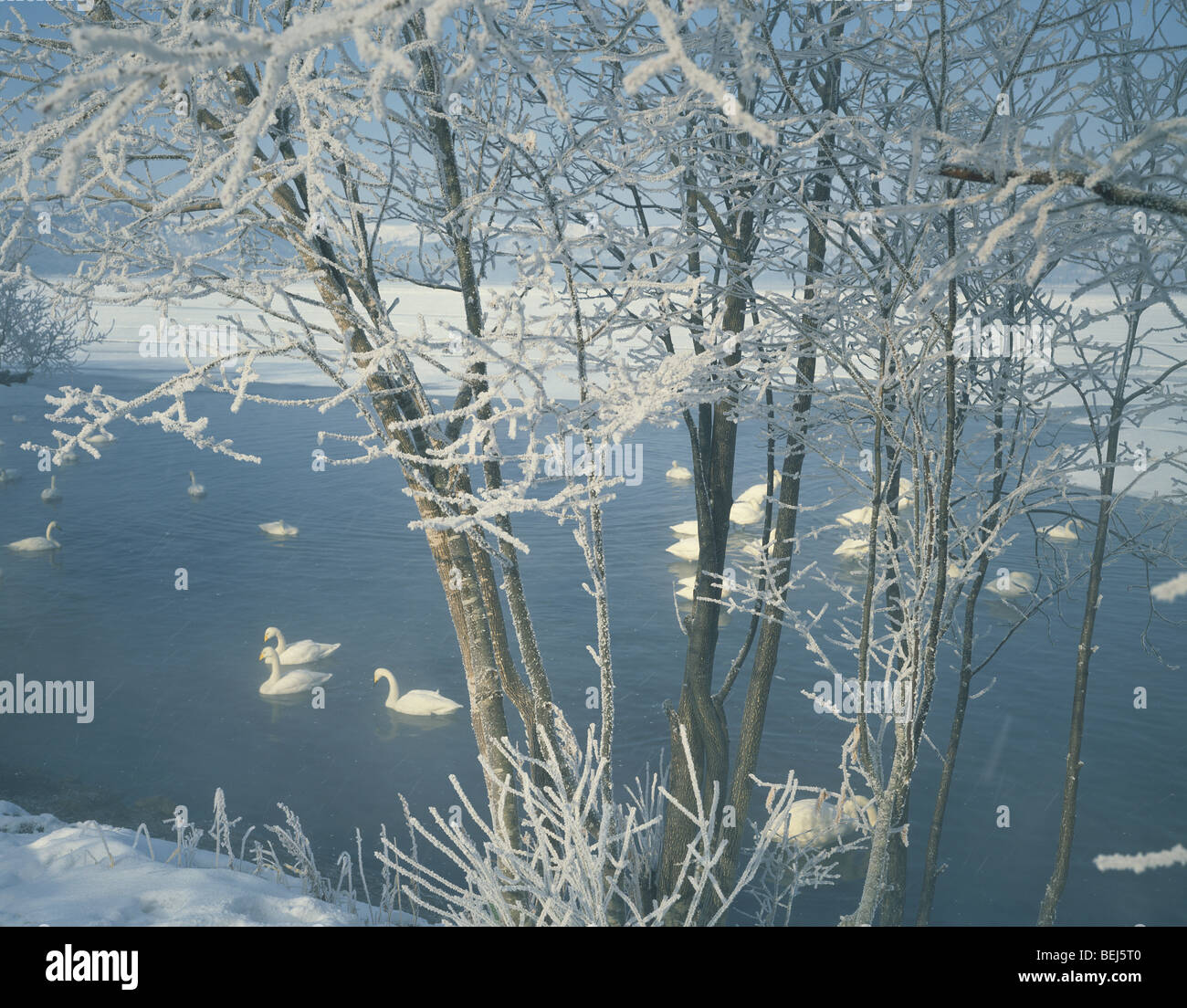 Les cygnes sur le lac Kussharo en hiver, Hokkaido, Japon Banque D'Images