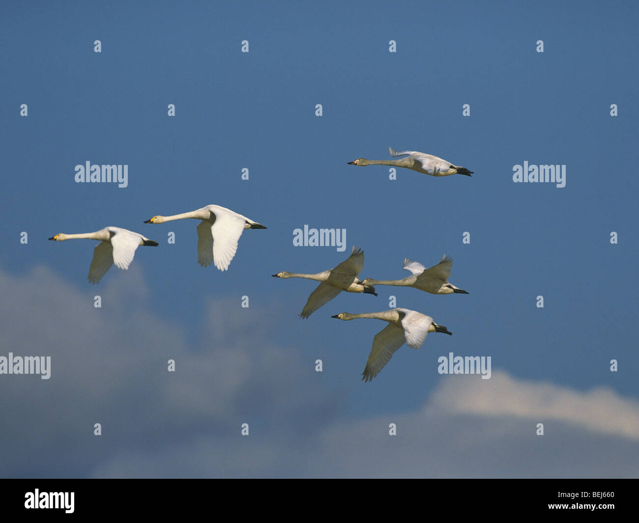 Dans Teshikaga-Machi vol cygnes, Hokkaido, Japon Banque D'Images