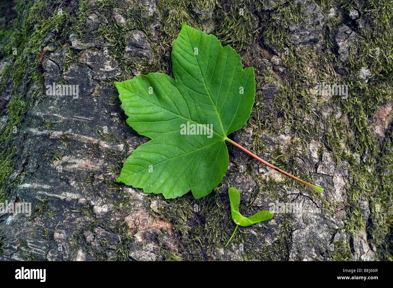 Sycomore (Acer pseudoplatanus) des feuilles et le lobe de semences Banque D'Images
