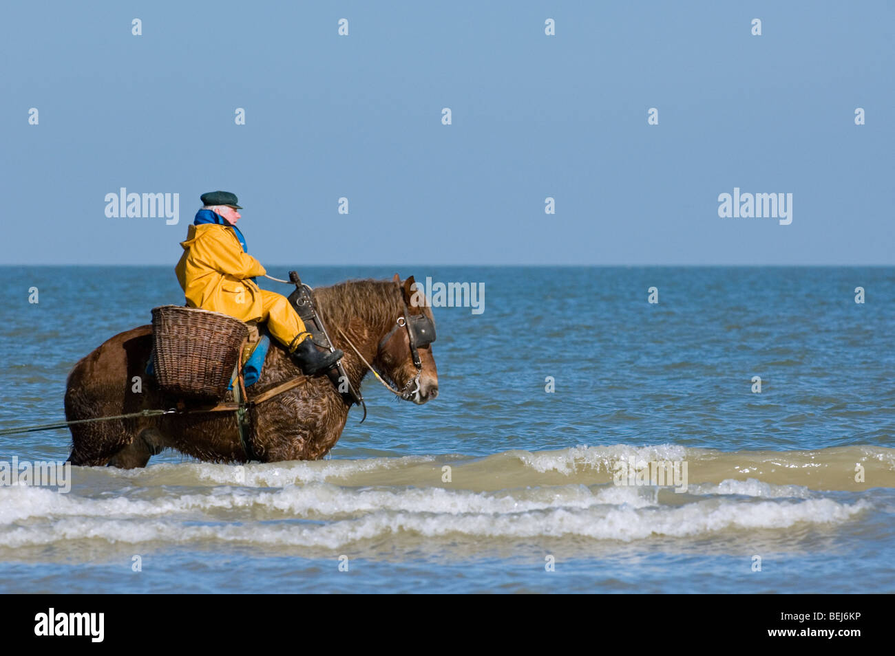 Shrimper sur projet de cheval (Equus caballus) avec la pêche des crevettes filet le long de la côte de la mer du Nord, Oostduinkerke, Belgique Banque D'Images