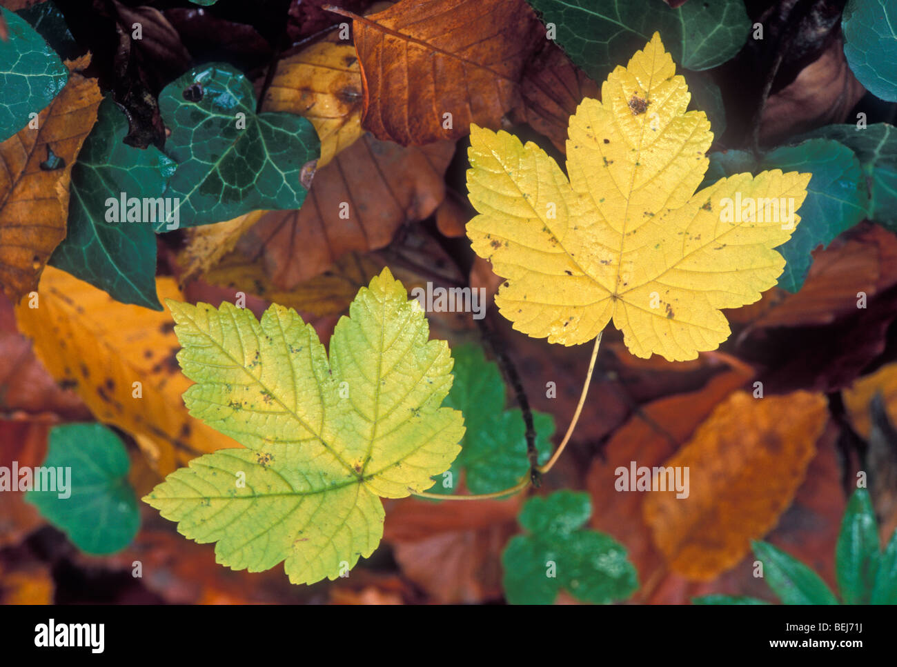 L'érable sycomore tombé (Acer pseudoplatanus) et feuilles de hêtre en forêt couleurs d'automne sur marbre Banque D'Images