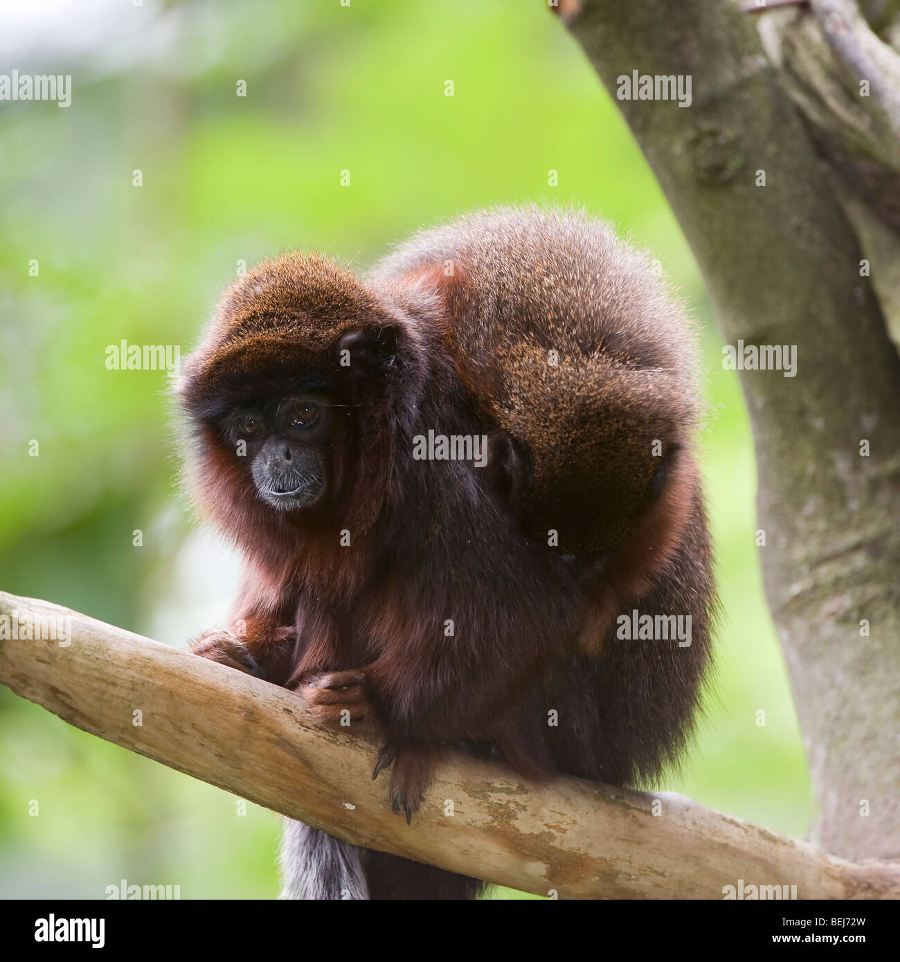 Titi cuivré (Callicebus cupreus) Banque D'Images