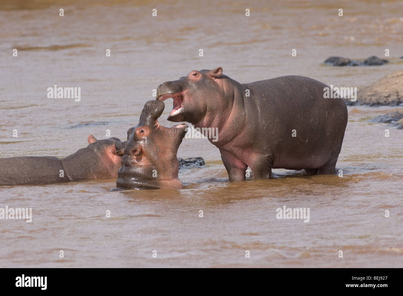 Hippopotame Bebe Jouant Dans L Eau L Hippopotamus Amphibius Kenya Photo Stock Alamy