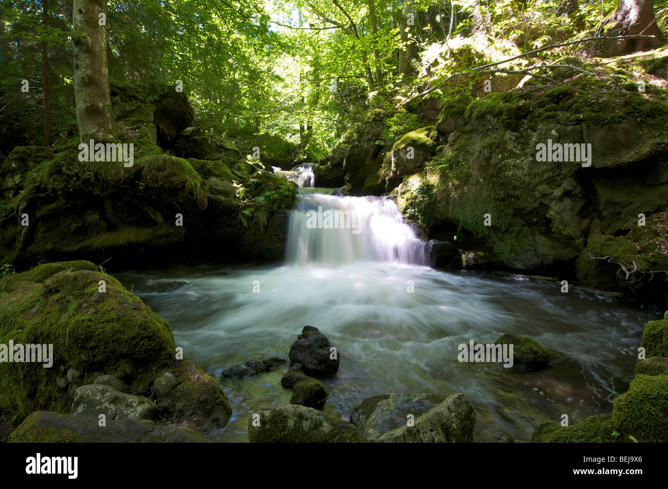 Cascade dans un sous-bois en été. L'Auvergne. La France. Banque D'Images