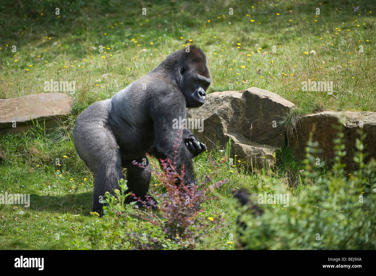 Gorille de plaine de l'ouest (Gorilla gorilla gorilla) Banque D'Images