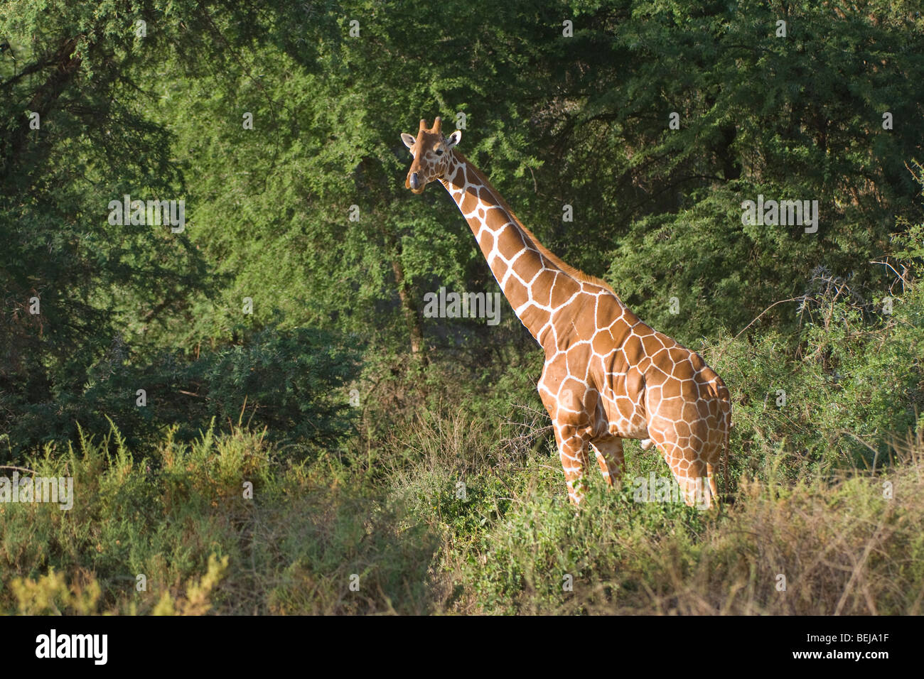 Giraffe réticulée dans la savane, Giraffa camelopardalis reticulata, Kenya Banque D'Images